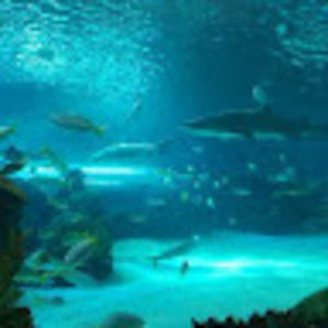 Meet your Posher, Alexandre